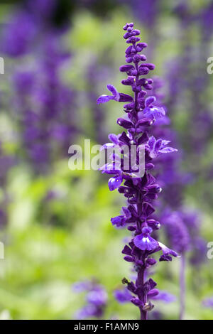 Salvia 'Victoria' flowers. Stock Photo