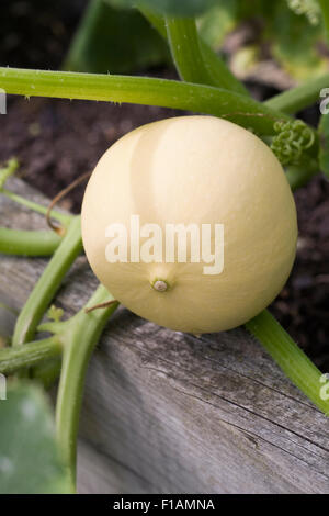 Spaghetti squash growing in a raised bed Stock Photo