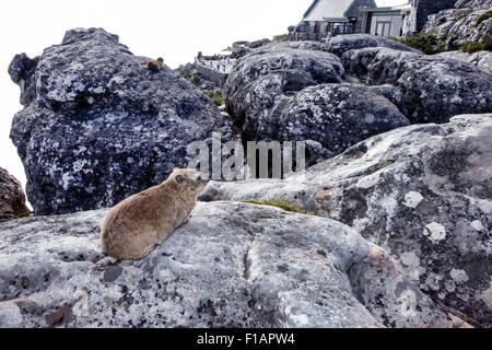 Cape Town South Africa,Table Mountain National Park,nature reserve,top,rock hyrax,Procavia capensis,SAfri150312118 Stock Photo