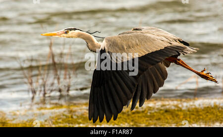 A Grey Heron (Ardea cinerea) Photographed in flight at RSPB Dungeness Kent England during the golden hour before sunset. Stock Photo