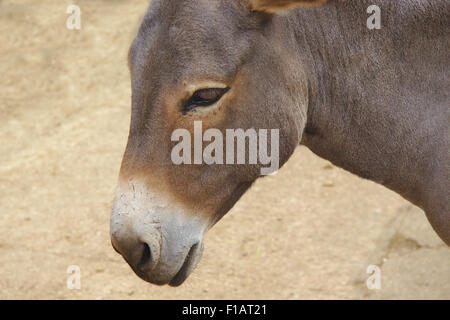 Close up of a grey donkey on a nature background Stock Photo