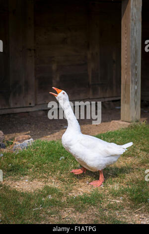 Old Bethpage, New York, USA. 30th August, 2015. A domesticated white Embden goose, with orange bill and feet, is honking in the barnyard of the Powell Farm during Old Time Music Weekend at the Old Bethpage Village Restoration on Long Island. Credit:  Ann E Parry/Alamy Live News Stock Photo