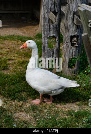 Old Bethpage, New York, USA. 30th August, 2015. A domesticated white Embden goose, with orange bill and feet, is walking in the barnyard of the Powell Farm during Old Time Music Weekend at the Old Bethpage Village Restoration on Long Island. Credit:  Ann E Parry/Alamy Live News Stock Photo