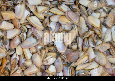 a lot of Abrupt Wedge Shells in a container full of sea water after the harvest Stock Photo