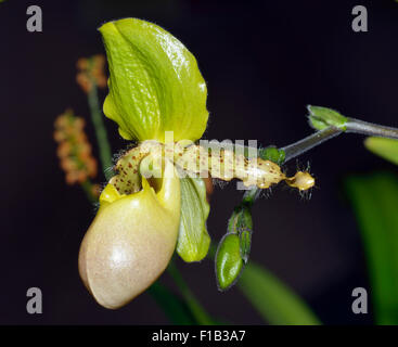 Paphiopedilum Orchid 'Pinocchio' Hybrid of Paphiopedilum glaucophyllum and Paphiopedilum primulinum Stock Photo
