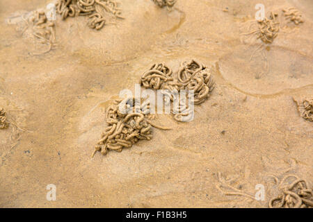 Lugworm casts on sandy beach. Stock Photo