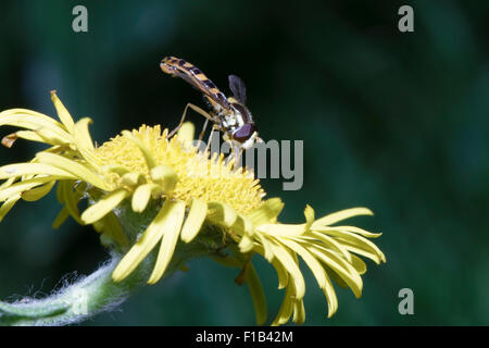 Hoverfly (Sphaerophoria scripta) feeding on plant in East Sussex, UK Stock Photo
