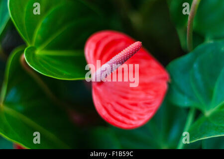 Tailflower aka Flamingo flower or Laceleaf (Anthurium andraeanum), Royal Botanic Gardens, Kew, Richmond, London, Surrey, England Stock Photo