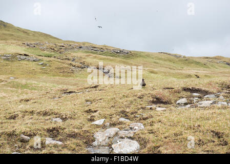 Typical landscape on the Faroe Islands, with green grass and rocks and Stercorarius parasiticus Stock Photo