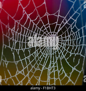 Spider's web covered by ice crystals from frozen dew.  Backlit in the early morning glowing against a red green abd yellow backg Stock Photo