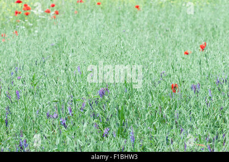 Close up of an oatfielsd in the early evening light with purple vetch and poppies Stock Photo