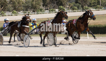 Horses and riders competing in a Trotting Race in Malta May 2015 Stock Photo
