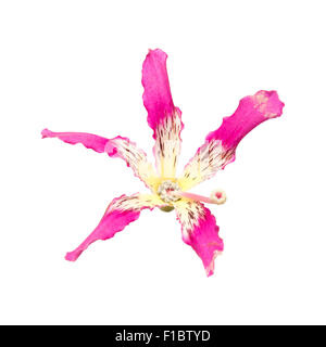 silk floss tree flower isolated on white Stock Photo