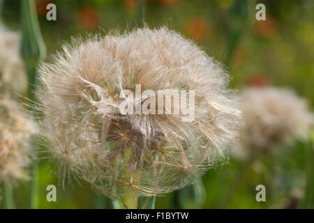 Purple salsify, vegetable oyster, goatsbeard, Haferwurzel, Samen, Habermark, Purpur-Bocksbart, Tragopogon porrifolius Stock Photo