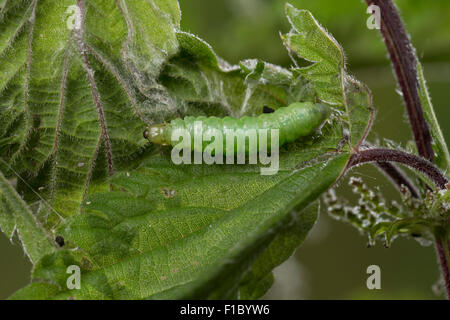 Mother of Pearl moth, caterpillar, Nesselzünsler, Raupe, Pleuroptya ruralis, Patania ruralis, Pleuroptya iridialis, Pyrale Stock Photo