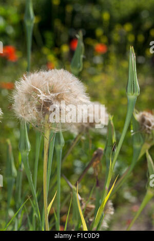 Purple salsify, vegetable oyster, goatsbeard, Haferwurzel, Samen, Habermark, Purpur-Bocksbart, Tragopogon porrifolius Stock Photo