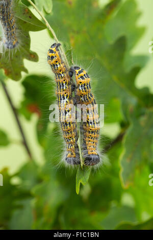 Buff-tip moth, buff tip, Mondvogel, Mondfleck, Phalera bucephala, La ...