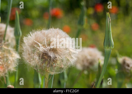 Purple salsify, vegetable oyster, goatsbeard, Haferwurzel, Samen, Habermark, Purpur-Bocksbart, Tragopogon porrifolius Stock Photo