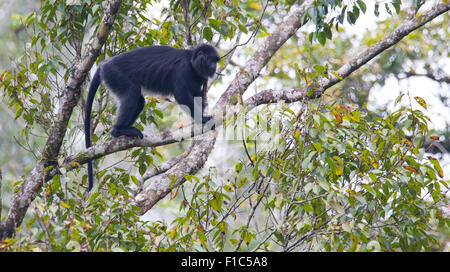 Javan Lutung (Trachypithecus auratus), also known as Ebony Langur, in Gunung Halimun National Park, Java, Indonesia Stock Photo