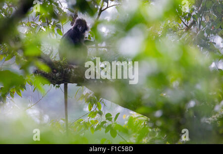 Javan Lutung (Trachypithecus auratus), also known as Ebony Langur, in Gunung Halimun National Park, Java, Indonesia Stock Photo