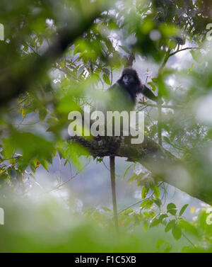 Javan Lutung (Trachypithecus auratus), also known as Ebony Langur, in Gunung Halimun National Park, Java, Indonesia Stock Photo