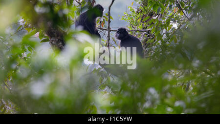 Javan Lutung (Trachypithecus auratus), also known as Ebony Langur, in Gunung Halimun National Park, Java, Indonesia Stock Photo