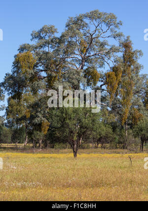 Eucalyptus tree with Mistletoe growing and hanging from the branches, NSW, Australia Stock Photo