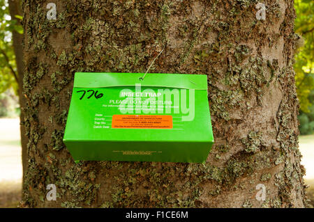 https://l450v.alamy.com/450v/f1ce6m/a-gypsy-moth-insect-trap-attached-to-a-tree-in-lincoln-park-west-seattle-f1ce6m.jpg