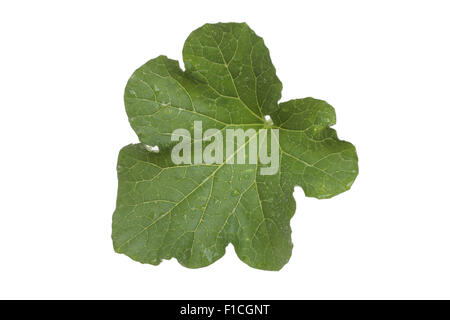 a wet leaf of the cucumber plant over white Stock Photo