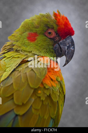 Red-Fronted Macaw (ara rubrogenys) Stock Photo