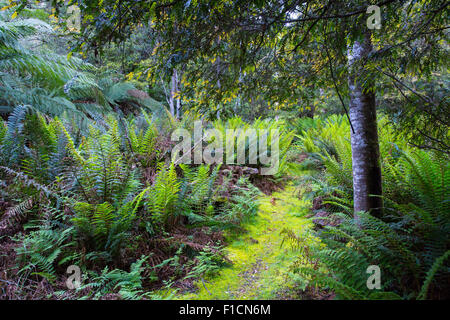 Ferns along a walking trail in temperate rainforest  in Liffey Forest Reserve, Tasmania, Australia Stock Photo