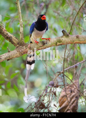 Red-billed Blue Magpie (Urocissa erythrorhyncha), Huai Kha Khaeng Wildlife Sanctuary, Thailand Stock Photo