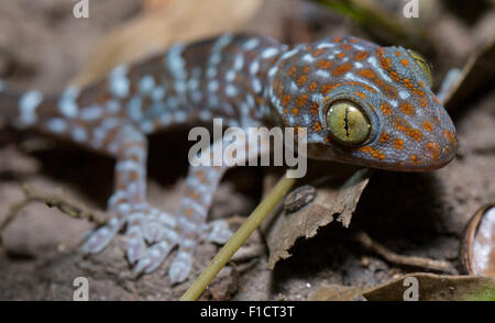 Juvenile Tokay Gecko (Gekko gecko), Thailand Stock Photo