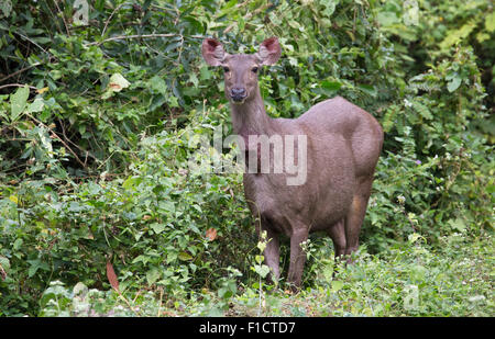 Sambar Deer (Rusa unicolor), Thailand Stock Photo