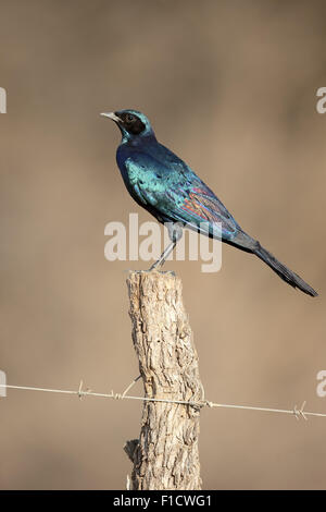 Burchells starling, Lamprotornis australis, single bird on post, South Africa, August 2015 Stock Photo