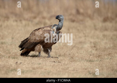 Cape vulture, Gyps coprotheres, single bird on ground, South Africa, August 2015 Stock Photo