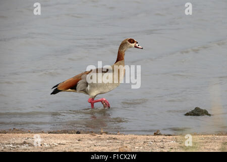 Egyptian goose, Alopochen aegyptiacus, single bird in water, South Africa, August 2015 Stock Photo