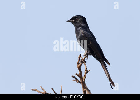 Fork-tailed drongo, Dicrurus adsimilis, single bird on branch, South Africa, August 2015 Stock Photo