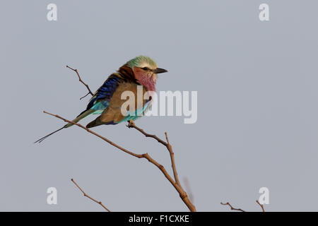 Lilac-breasted roller, Coracias caudata, single bird on branch, South Africa, August 2015 Stock Photo