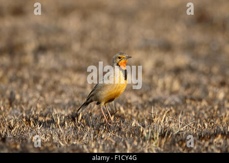 Orange-throated or Cape longclaw, Macronyx capensis, single bird on ground, South Africa, August 2015 Stock Photo