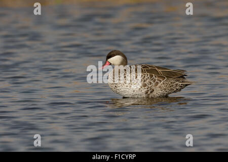 Red-billed teal, Anas erythrorhyncha, single bird on water, South Africa, August 2015 Stock Photo