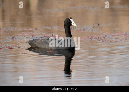 Red-knobbed coot, Fulica cristata, single bird on water, South Africa, August 2015 Stock Photo