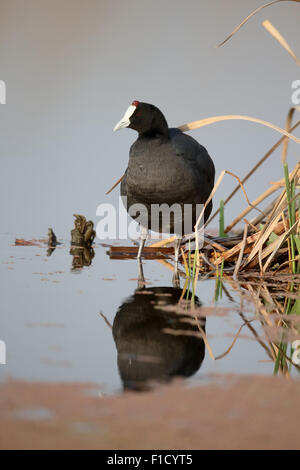 Red-knobbed coot, Fulica cristata, single bird by water, South Africa, August 2015 Stock Photo