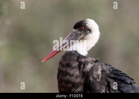 Woolly-necked stork, Ciconia episcopus, single bird on ground, South Africa, August 2015 Stock Photo