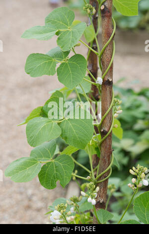 Phaseolus coccineus. Runner bean ‘moonlight’ growing around a hazel stick in an english vegetable garden Stock Photo