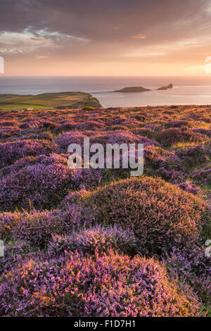 Sunset and Heather at Rhossili Bay overlooking Worm's Head in the Gower, South Wales. UK Stock Photo