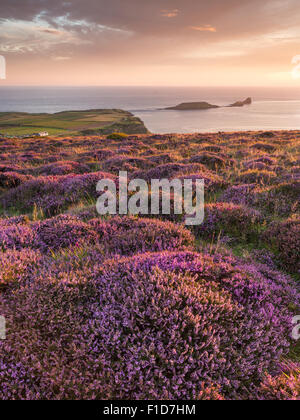 Sunset and Heather at Rhossili Bay overlooking Worm's Head in the Gower, South Wales. UK Stock Photo