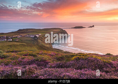 Sunset and Heather at Rhossili Bay overlooking Worm's Head in the Gower, South Wales. UK Stock Photo