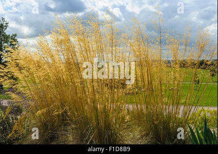 Stipa Gigantea, Giant Feather Grass, Golden Oats. Stock Photo