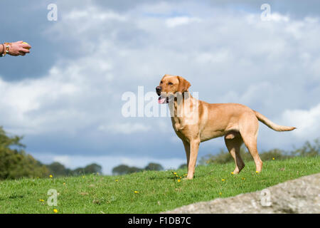 labrador waiting for ball to be thrown Stock Photo
